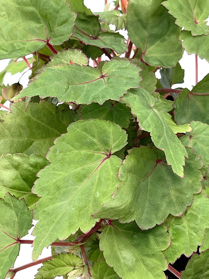 Begonia Sutherlandii - Papaya-Begonie