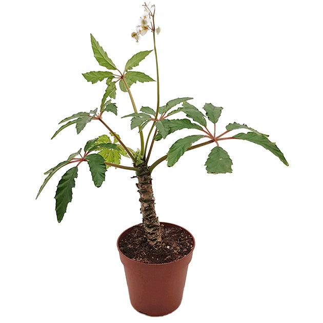 Begonia carolineifolia - Palmenbegonie