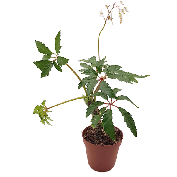 begonia zimmerpflanze Begonia carolineifolia
