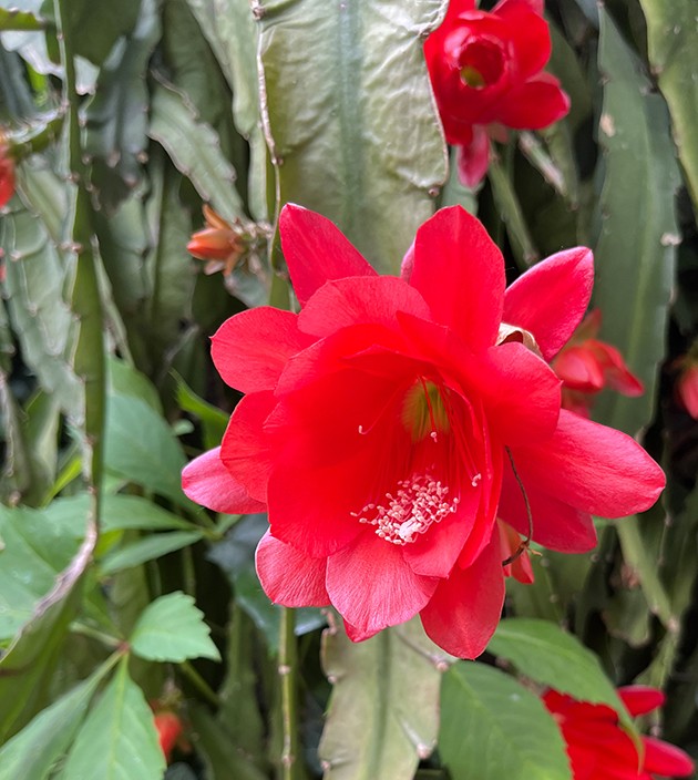 Epiphyllum ackermanii - rotblütiger Blattkaktus