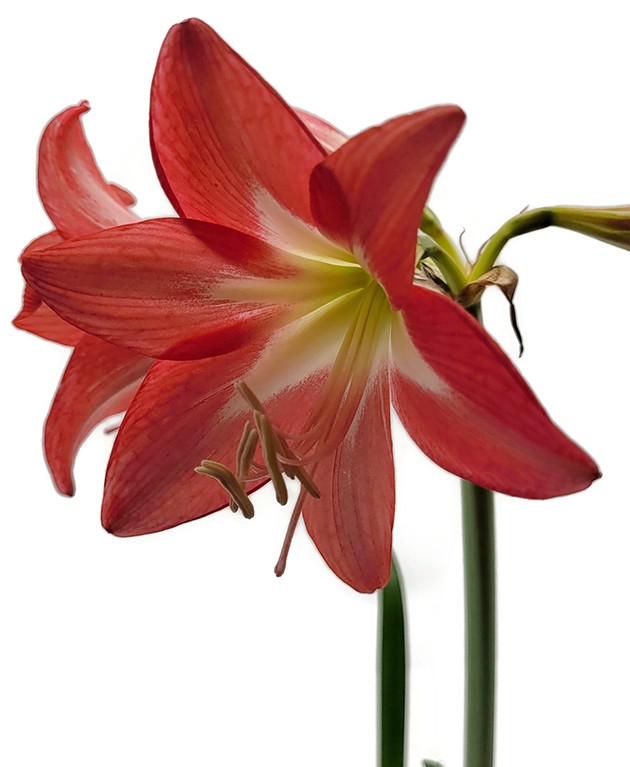 Hippeastrum &quot;Red Garden&quot; - dunkelrote Amaryllis