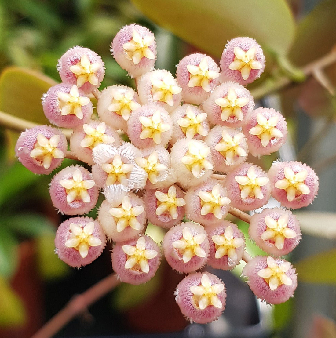 Hoya obscura &quot;Sunrise&quot; - Porzellanblume