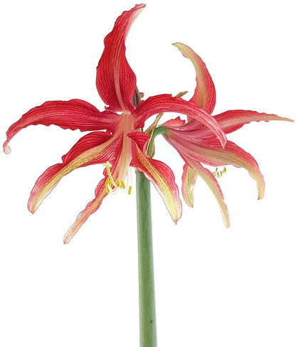 Hippeastrum Quito - kunstvolle Amaryllis