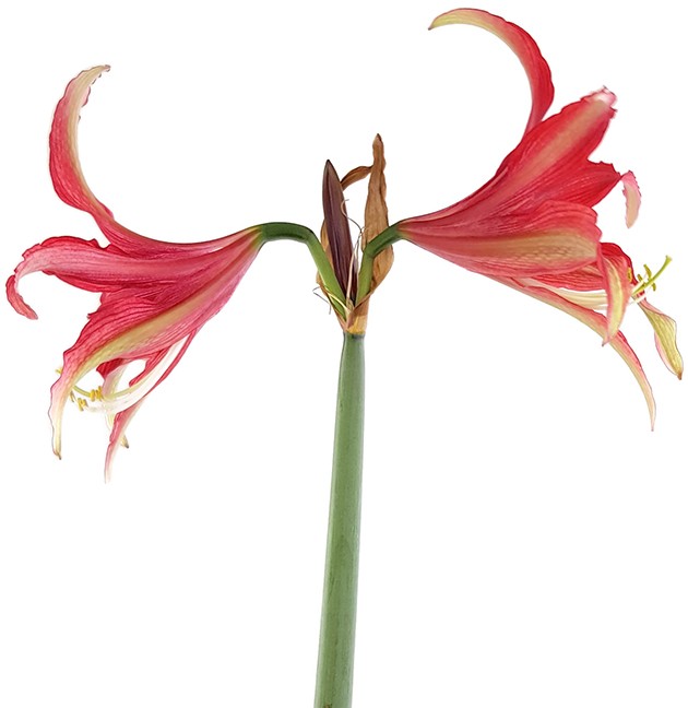 Hippeastrum Quito - kunstvolle Amaryllis