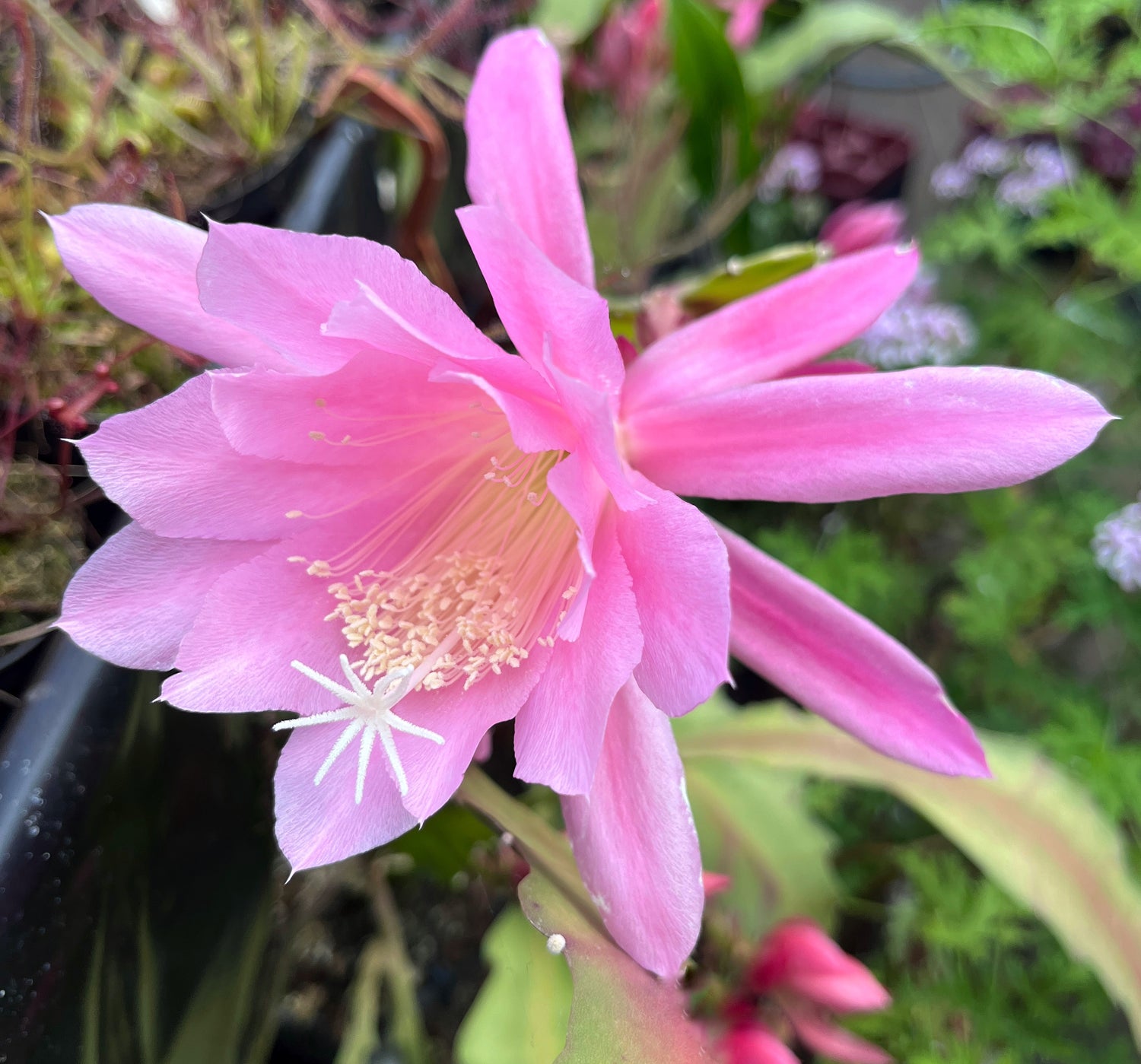 Epiphyllum "sarah courant" - traumhafter Blattkaktus