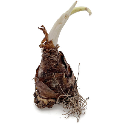 Eucomis comosa 3er Set - exotische Schopflilie