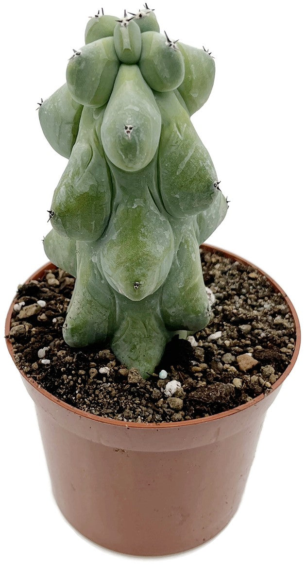 Myrtillocactus geometrizans &quot;Fukurokuryuzinboku&quot; - Boobie Cactus