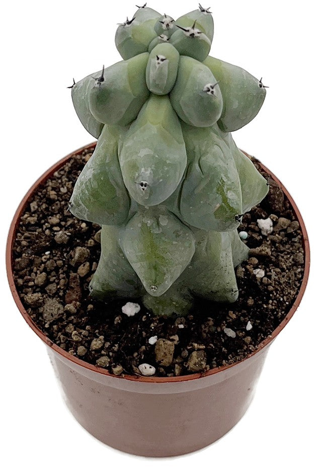 Myrtillocactus geometrizans &quot;Fukurokuryuzinboku&quot; - Boobie Cactus