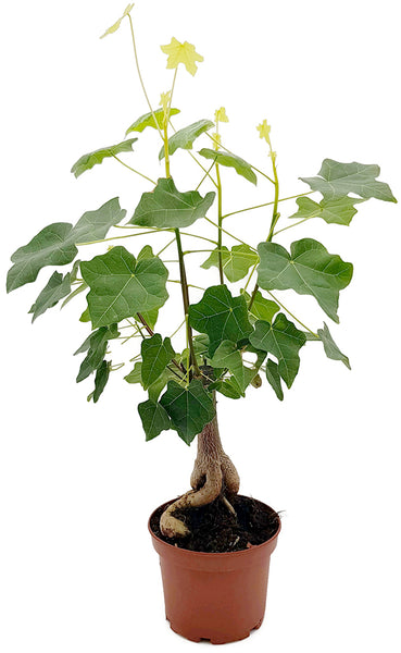 Brachychiton australis