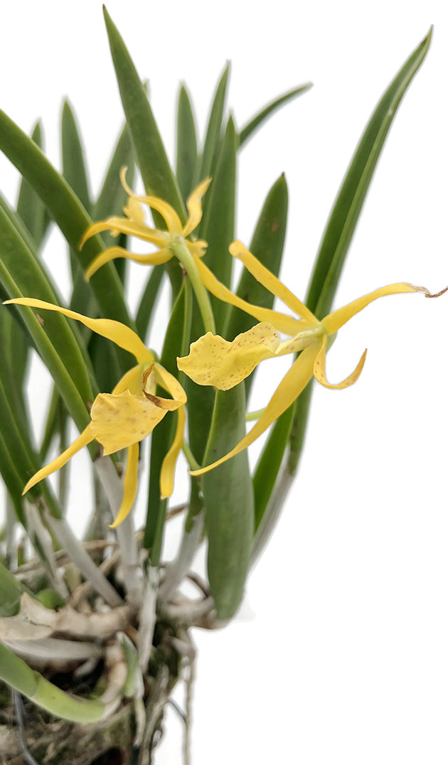 Brassolaelia Yellow Bird - grazile Orchidee