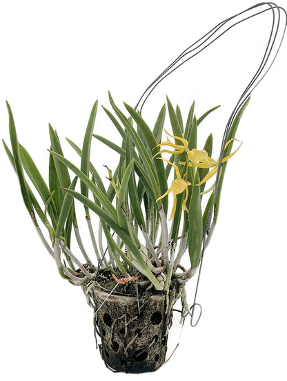 Brassolaelia Yellow Bird - grazile Orchidee