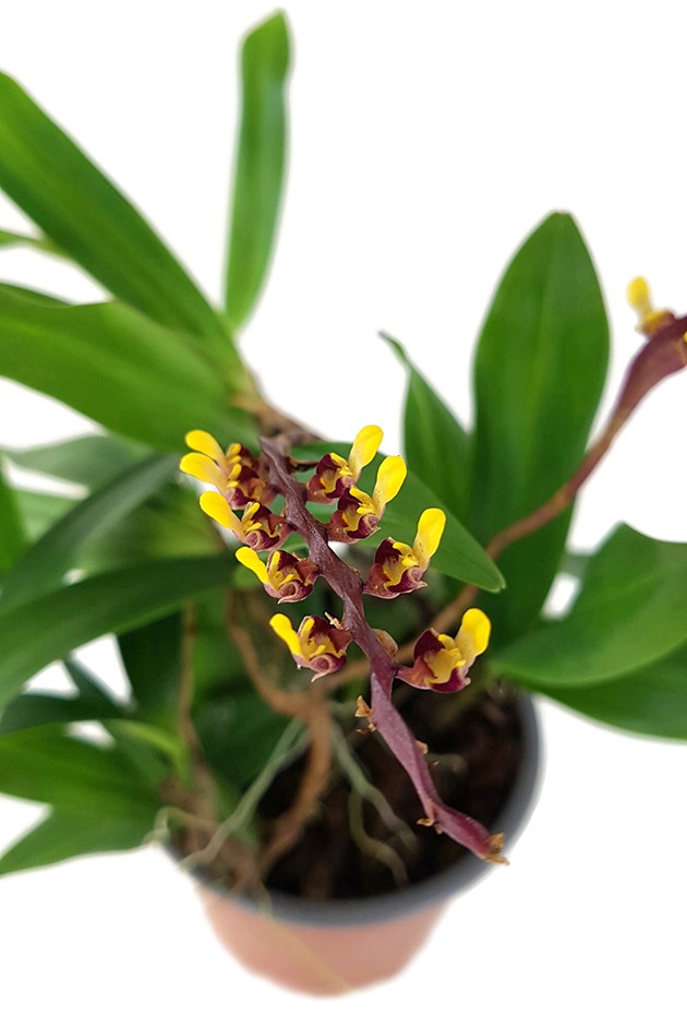 Bulbophyllum falcatum - Orchidee