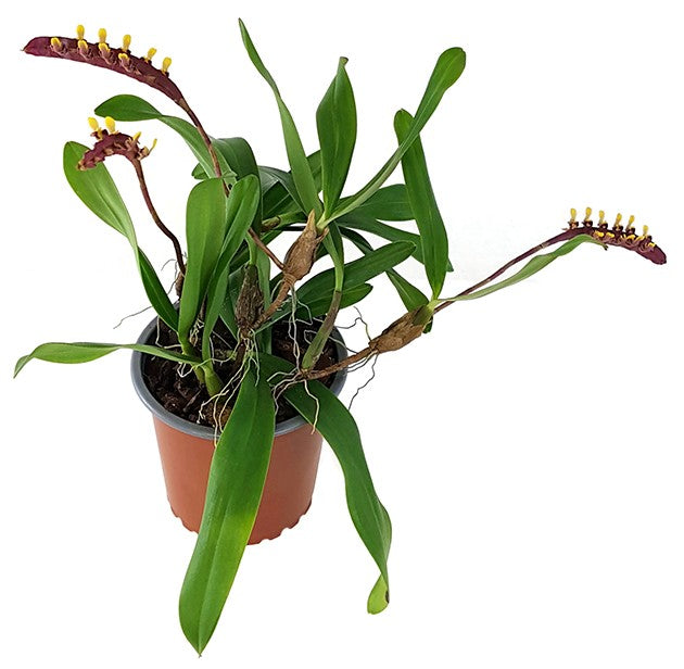 Bulbophyllum falcatum - Orchidee