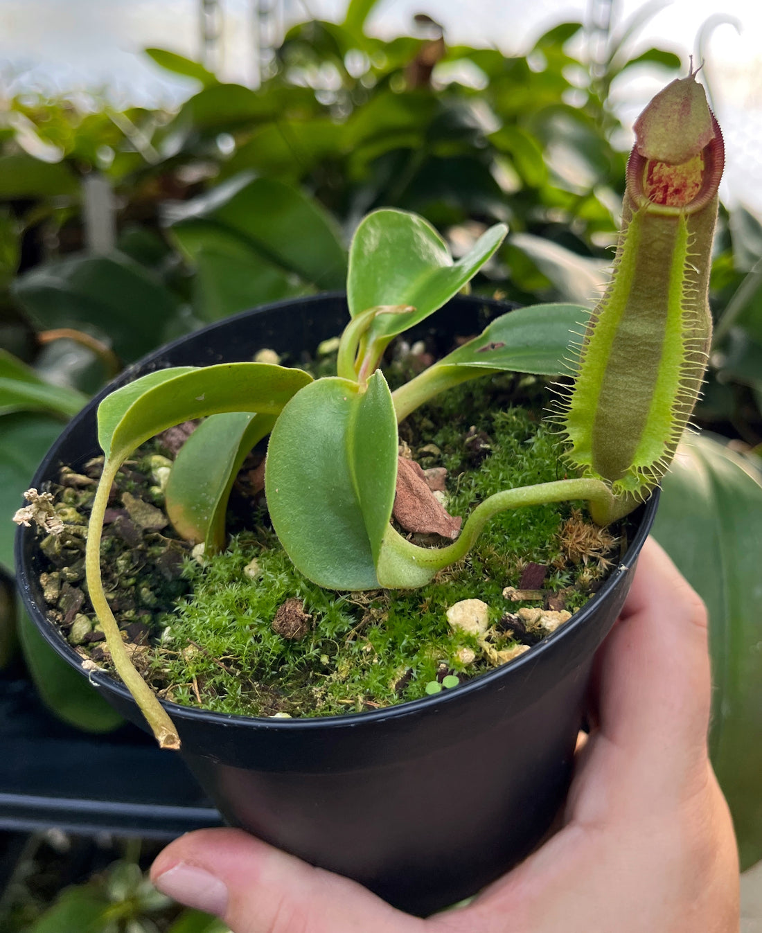 Nepenthes spathulata x robcantleyi BE-4541