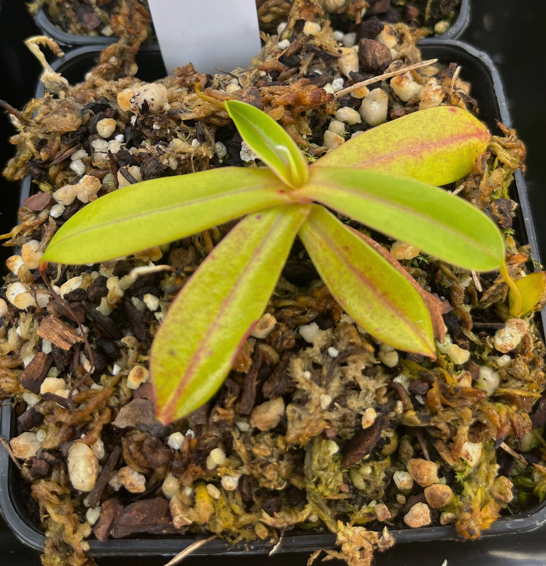 Nepenthes insignis BE-3089