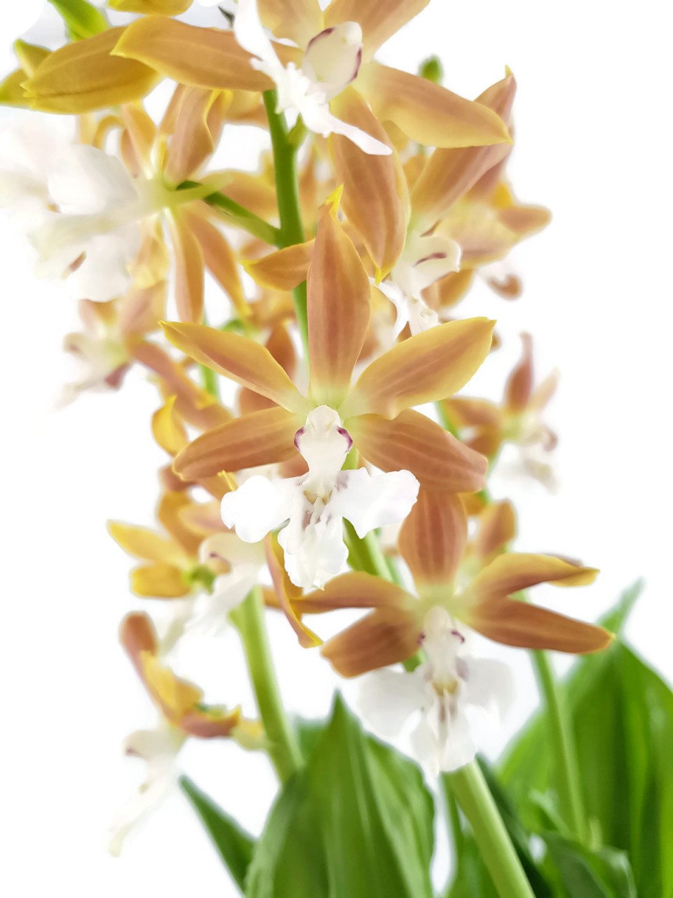 Calanthe sieboldii x discolor Takane Orchidee - Hybridenmix