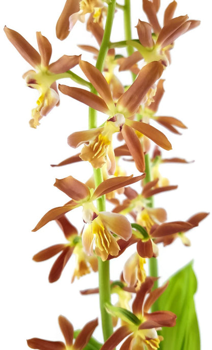 Calanthe sieboldii x discolor Takane Orchidee - Hybridenmix