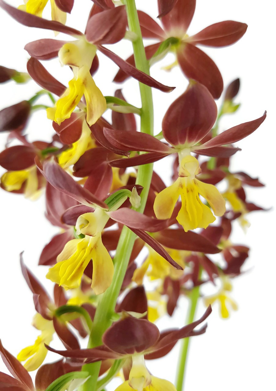 Calanthe sieboldii x discolor Takane Orchidee - Hybridenmix