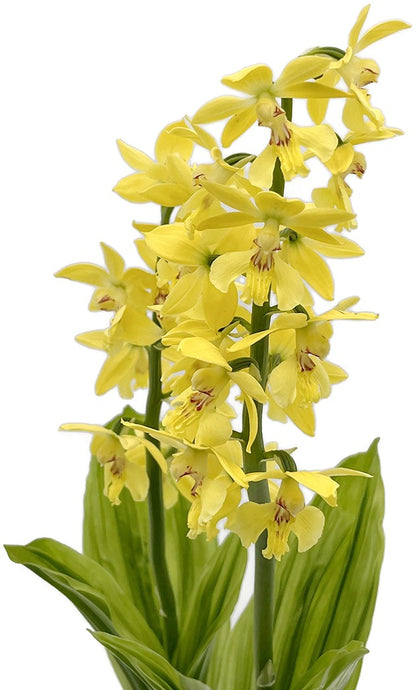 Calanthe sieboldii - gelbe Gartenorchidee