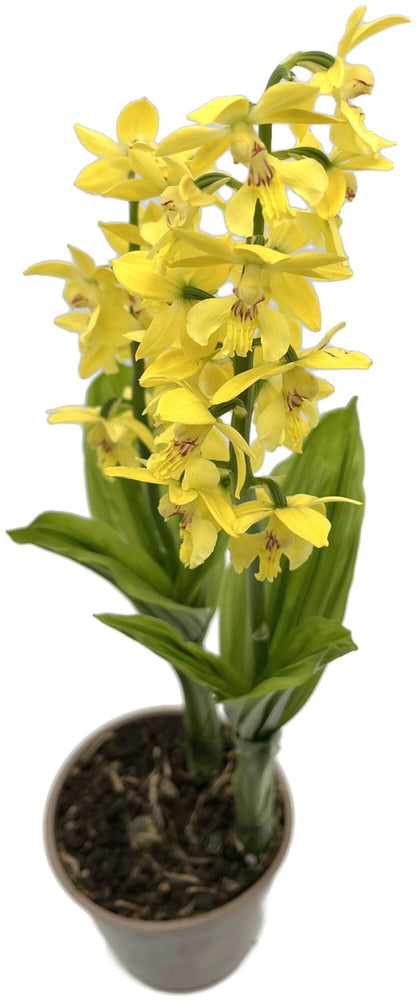 Calanthe sieboldii - gelbe Gartenorchidee