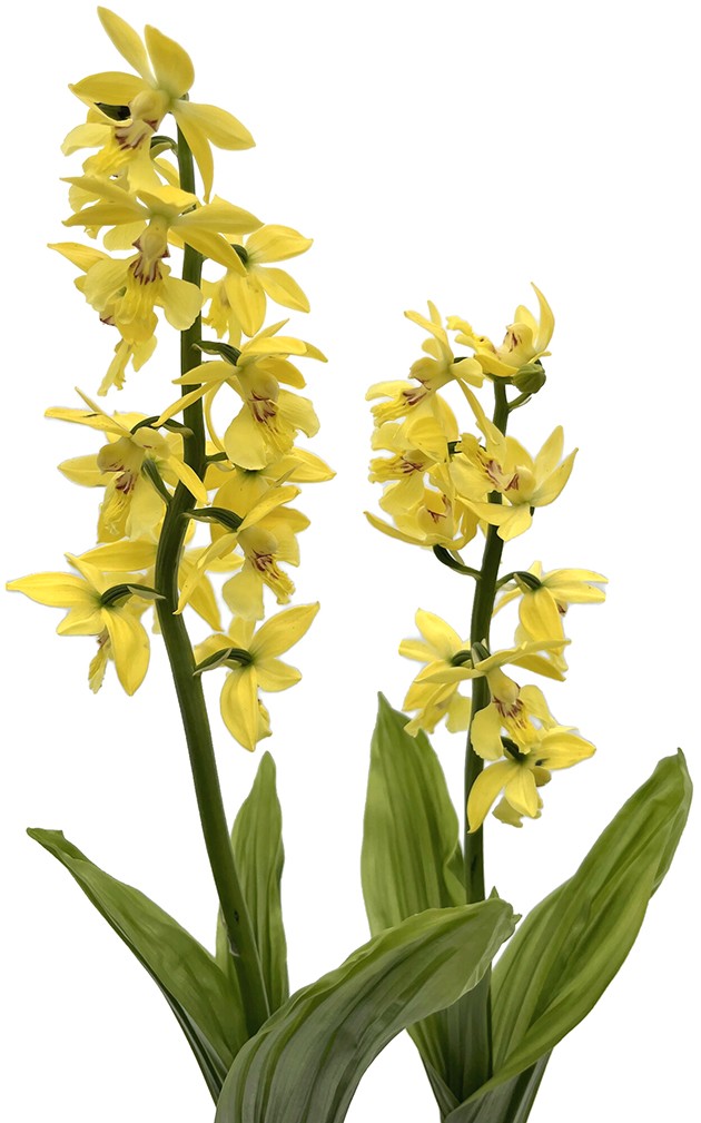 Calanthe sieboldii - gelbe Gartenorchidee