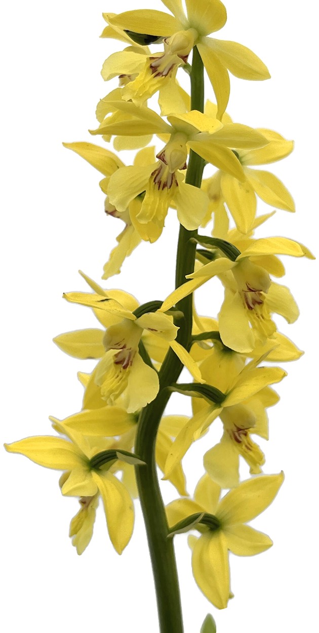 Calanthe sieboldii - gelbe Gartenorchidee