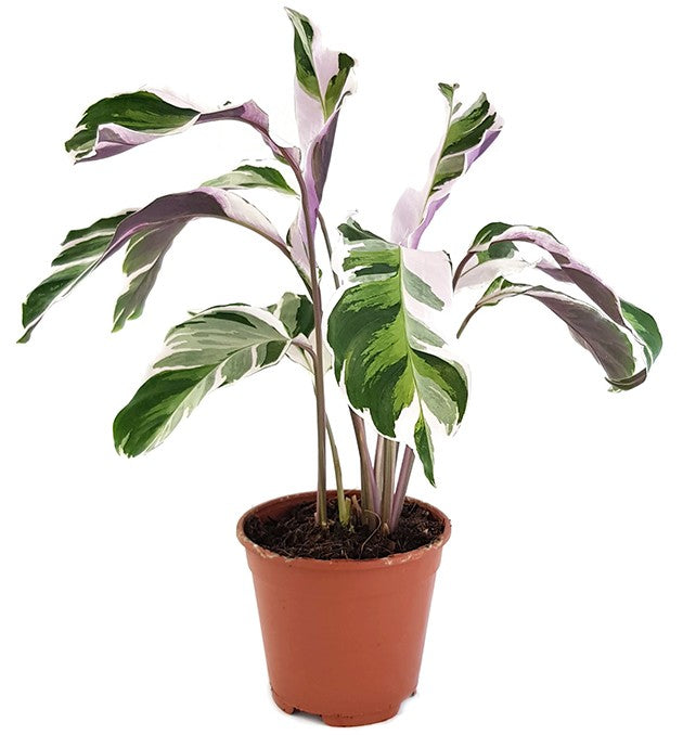 Calathea "White Fusion" - panaschierte Korbmarante
