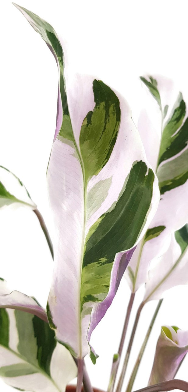 Calathea "White Fusion" - panaschierte Korbmarante