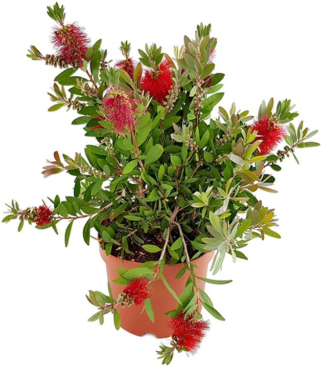 Callistemon laevis - karminroter Zylinderputzer