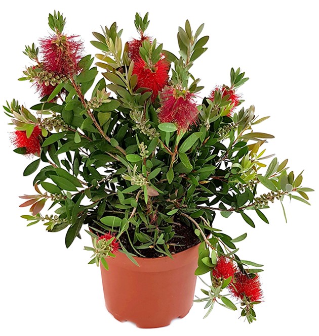 Callistemon laevis - karminroter Zylinderputzer