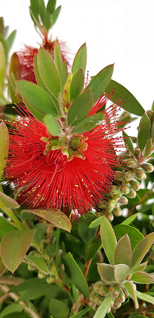 Callistemon laevis - karminroter Zylinderputzer