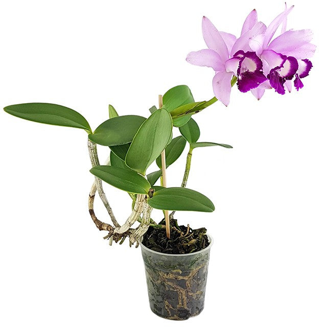 Cattleya &quot;violet Lips&quot; - traumhafte Orchidee