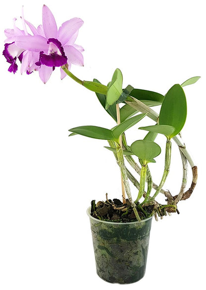 Cattleya &quot;violet Lips&quot; - traumhafte Orchidee