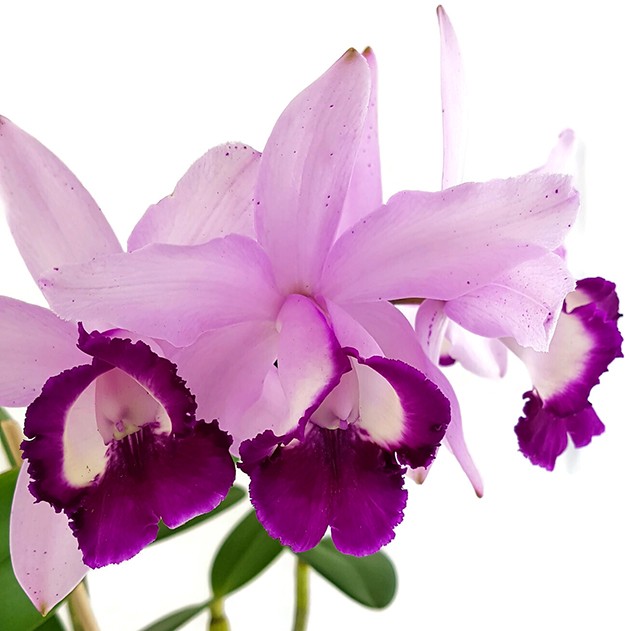 Cattleya "violet Lips" - traumhafte Orchidee