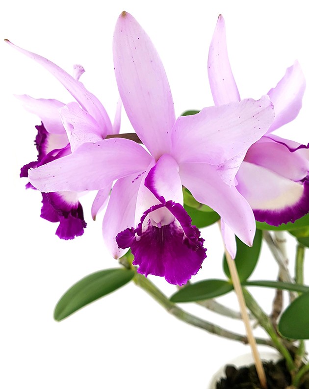 Cattleya &quot;violet Lips&quot; - traumhafte Orchidee