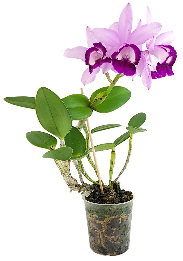 Cattleya &quot;violet Lips&quot; - traumhafte Orchidee