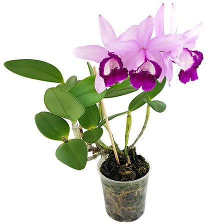 Cattleya &quot;violet Lips&quot; - traumhafte Orchidee