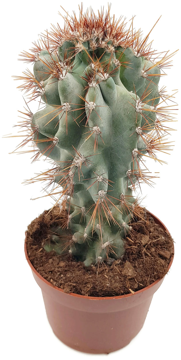 Cereus peruvianus &