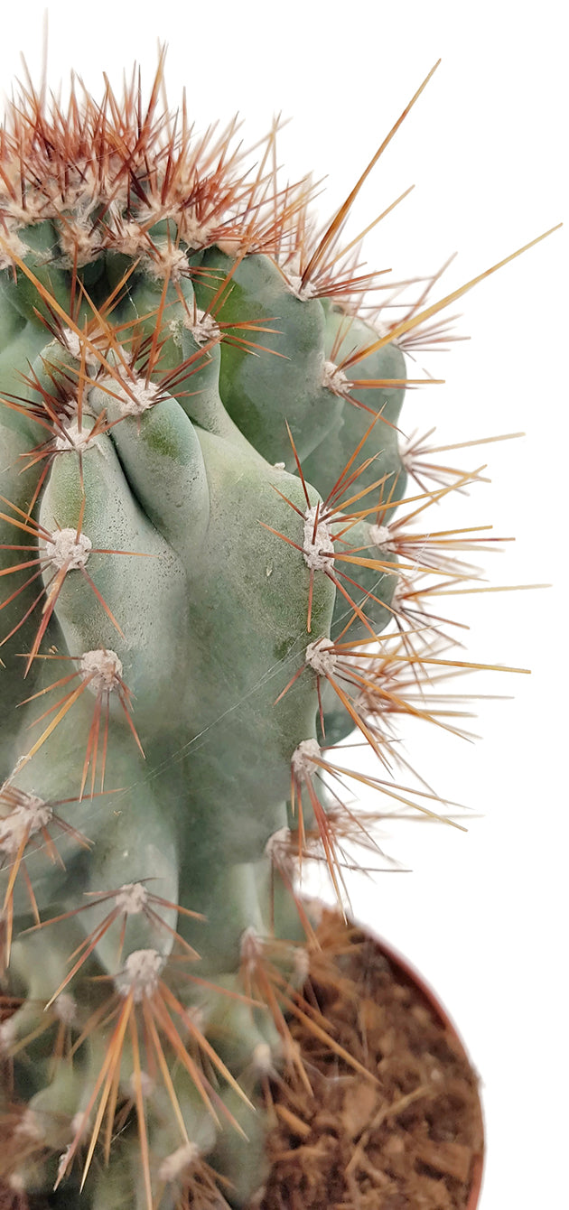 Cereus peruvianus &