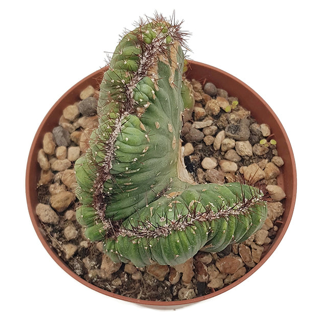 Cereus peruvianus &