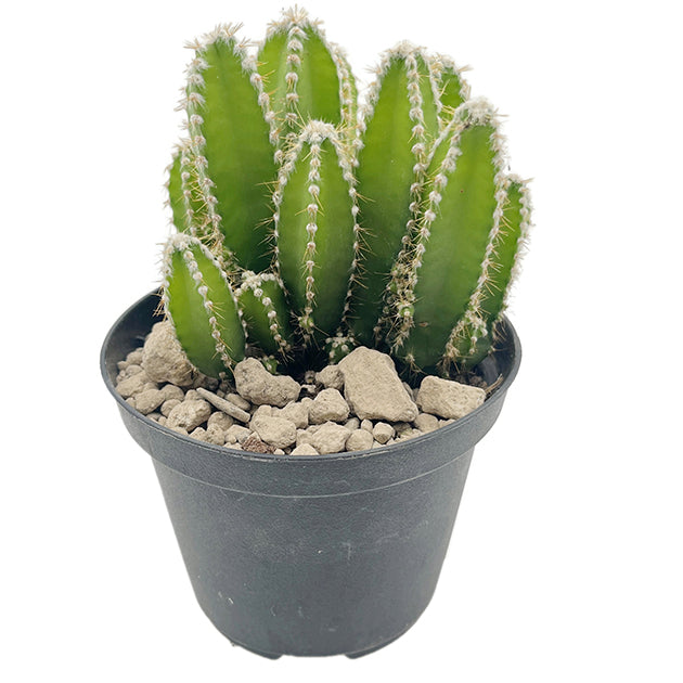 Cereus repandus inermis - Säulenkaktus