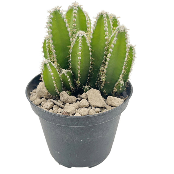 Cereus repandus inermis