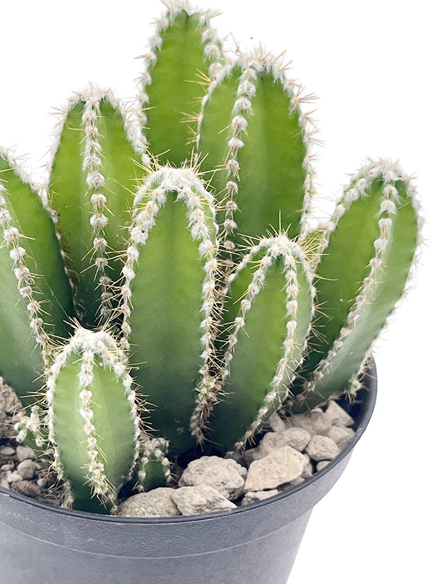 Cereus repandus inermis - Säulenkaktus