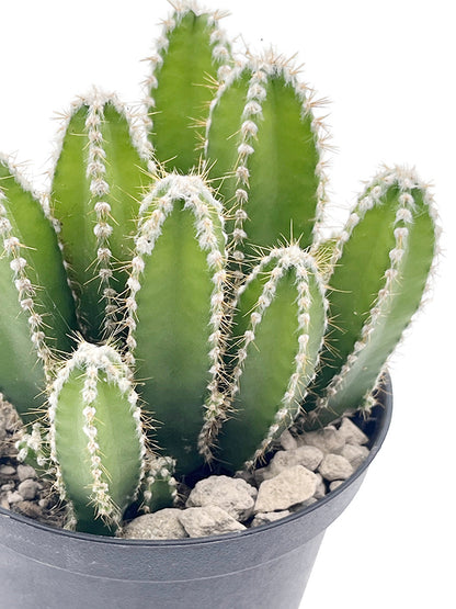 Cereus repandus inermis - Säulenkaktus
