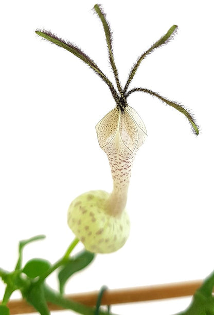 Ceropegia simoneae - außergewöhnliche Leuchterblume