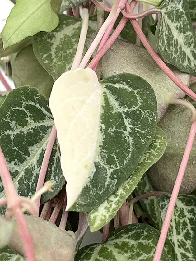 Ceropegia linearis &