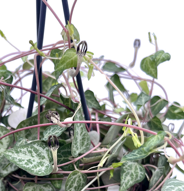 Ceropegia linearis &