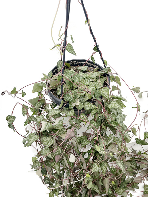 Ceropegia linearis &
