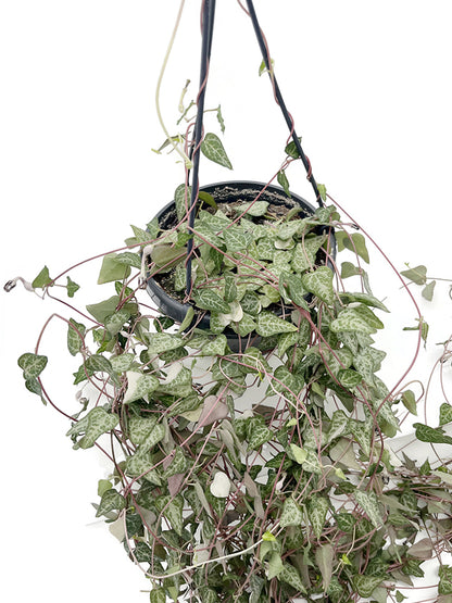 Ceropegia linearis &