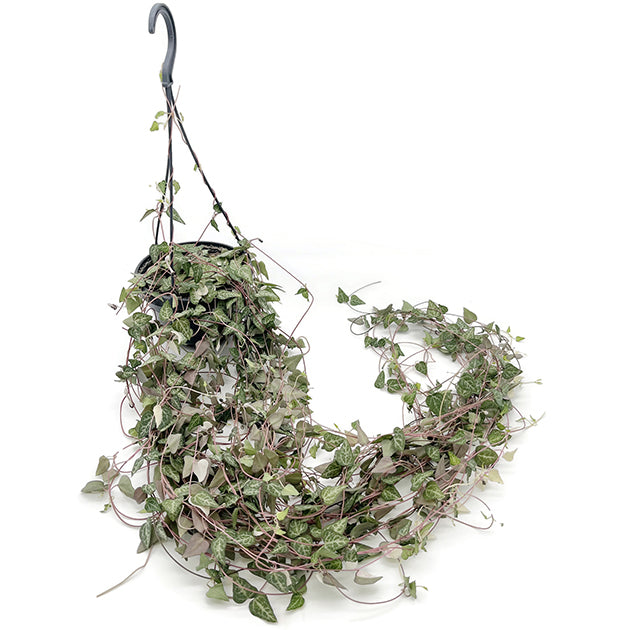 Ceropegia linearis &